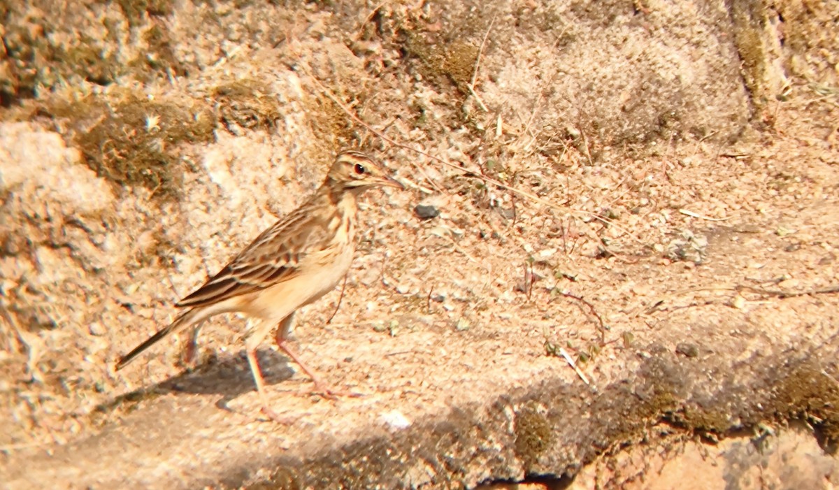 African Pipit - ML620438999