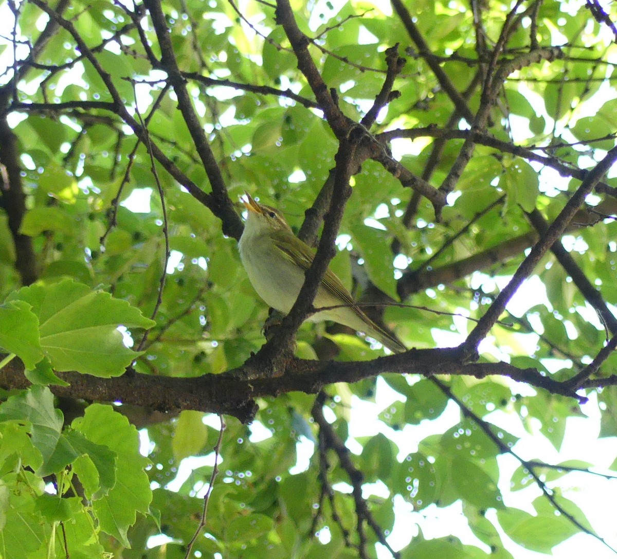 Kamchatka Leaf Warbler - ML620439000