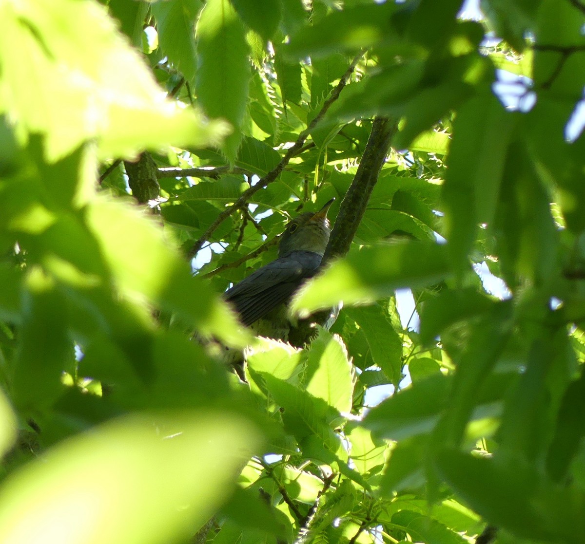 Lesser Cuckoo - ML620439003