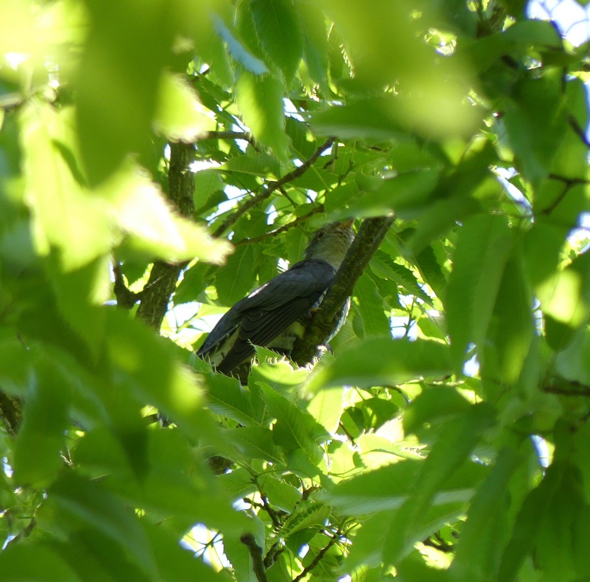 Lesser Cuckoo - ML620439004