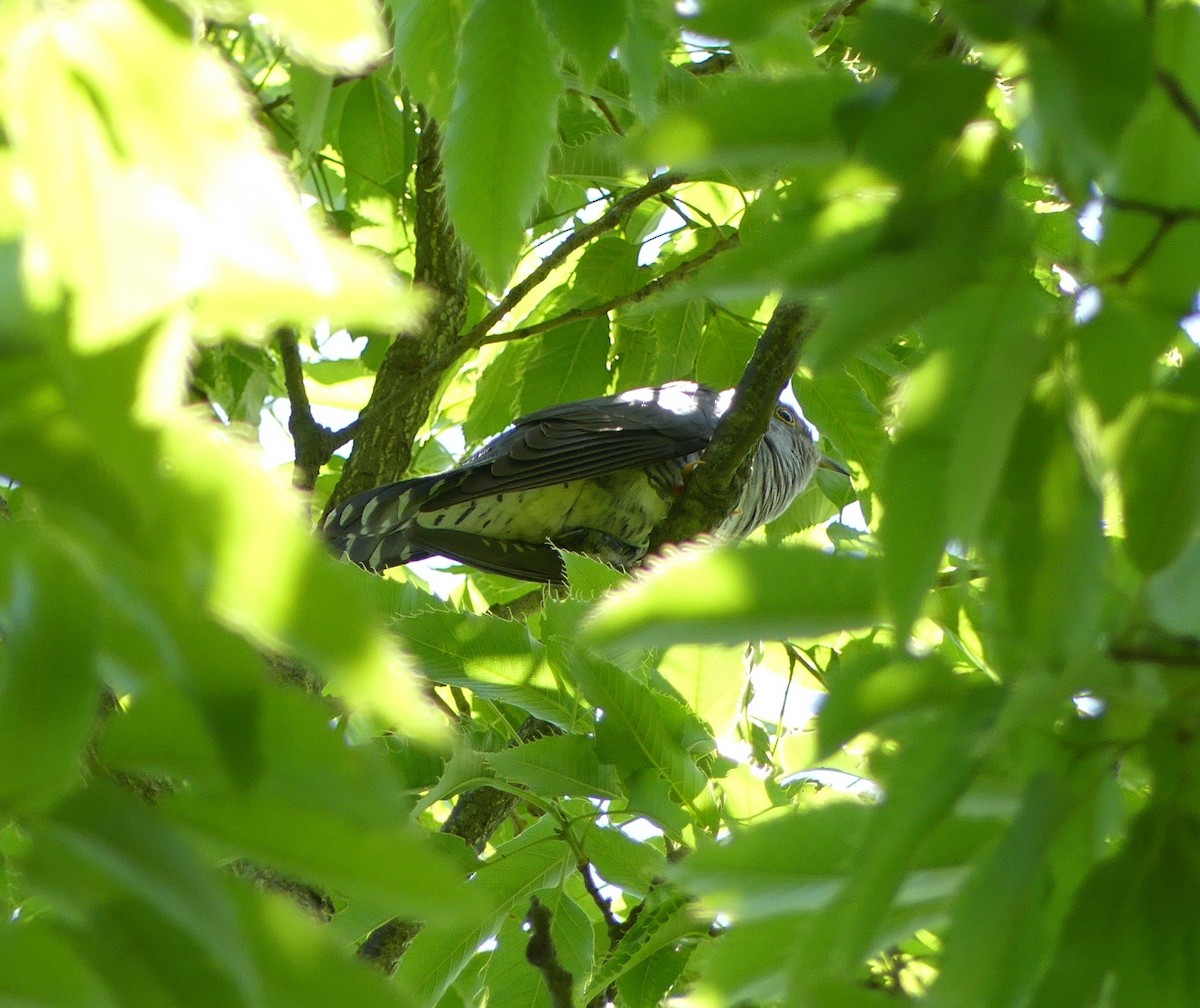 Lesser Cuckoo - ML620439005