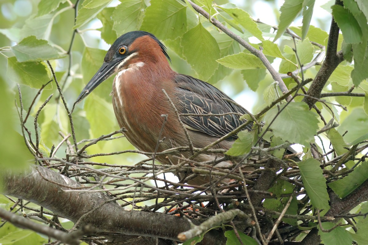 Green Heron - ML620439010