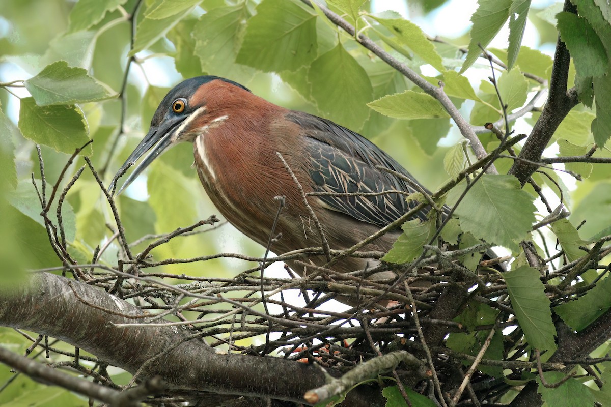 Green Heron - ML620439012