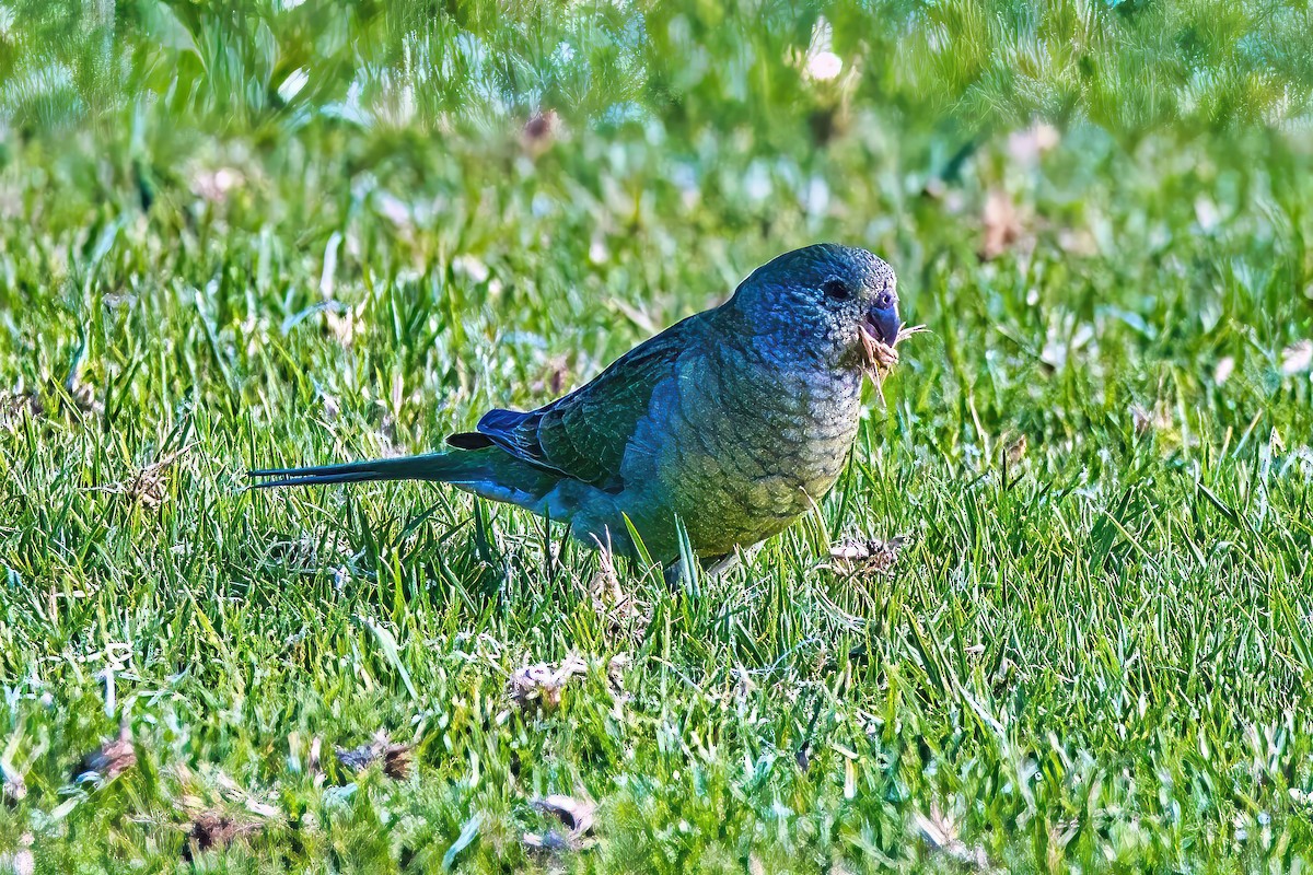 Red-rumped Parrot - ML620439020