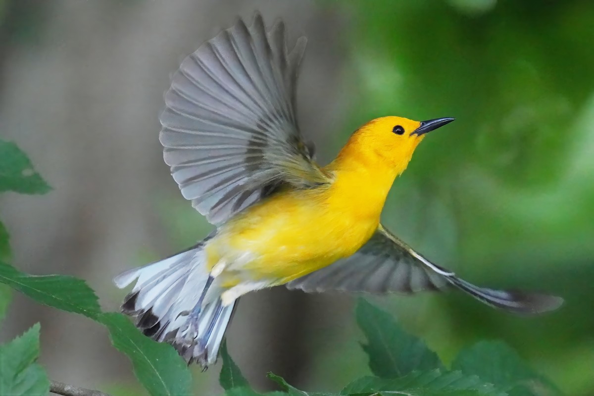 Prothonotary Warbler - ML620439021