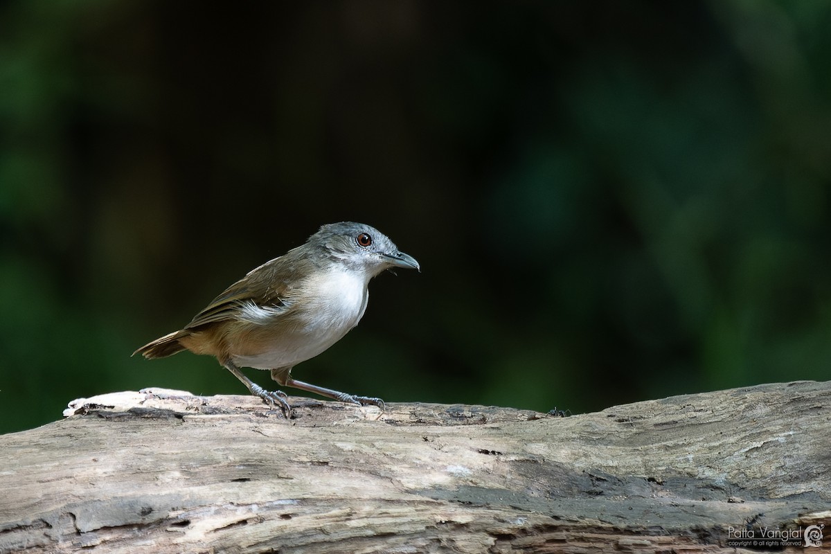 Horsfield's Babbler - ML620439026