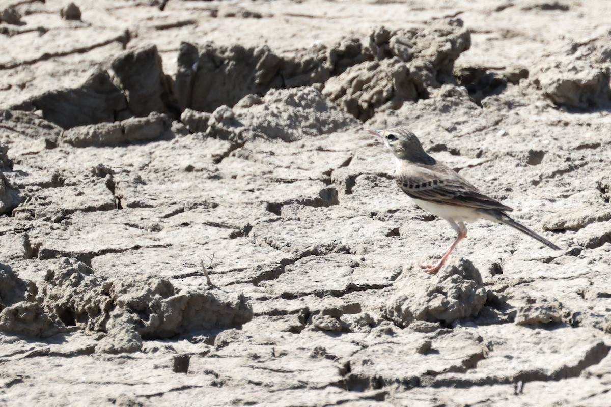 Tawny Pipit - ML620439030