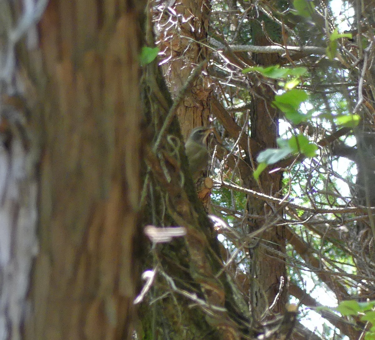 Eyebrowed Thrush - ML620439033