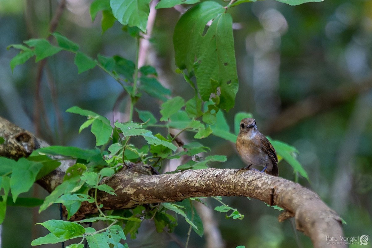 Fulvous-chested Jungle Flycatcher - ML620439034