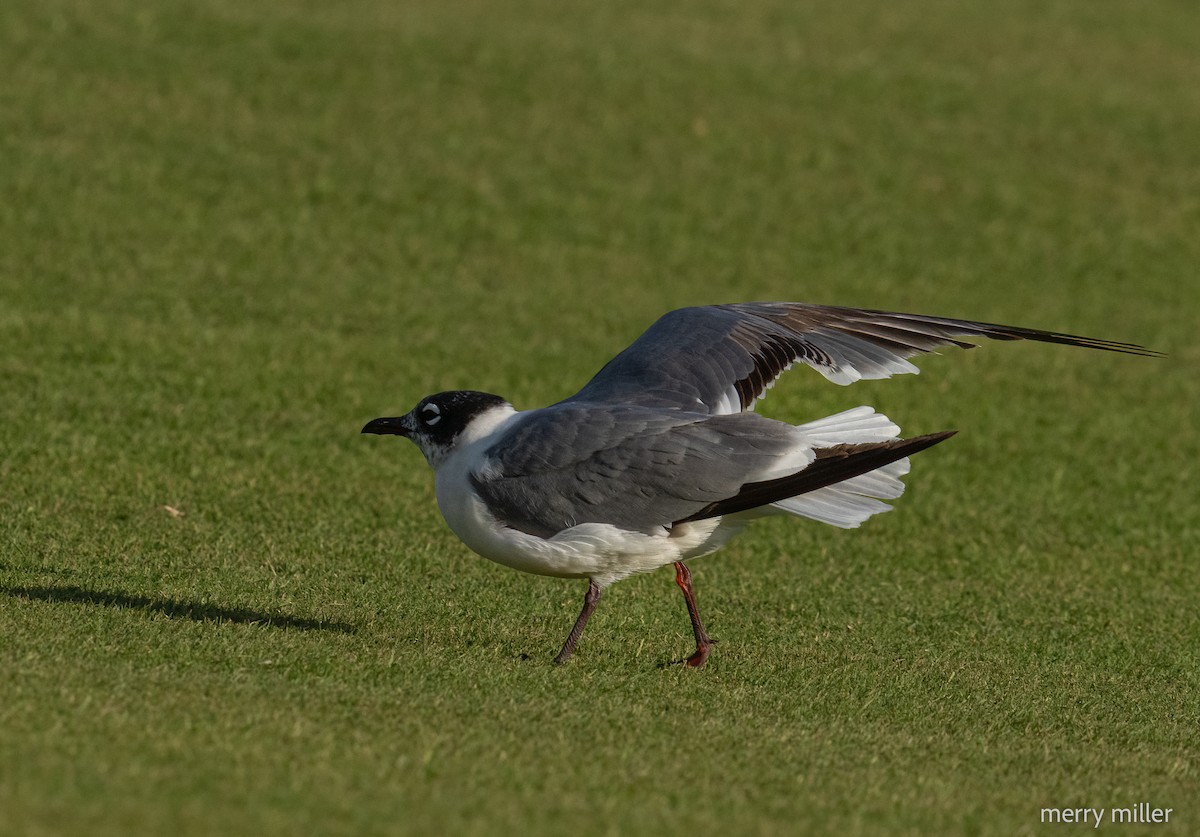 Laughing Gull - ML620439036