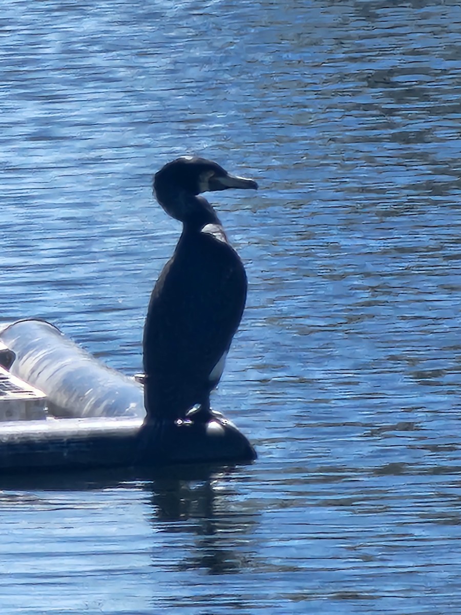 Great Cormorant - ML620439037