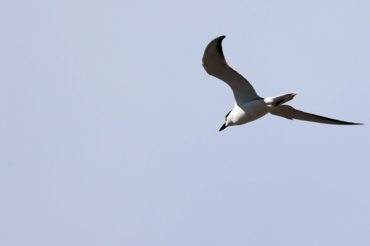 Gull-billed Tern - ML620439043