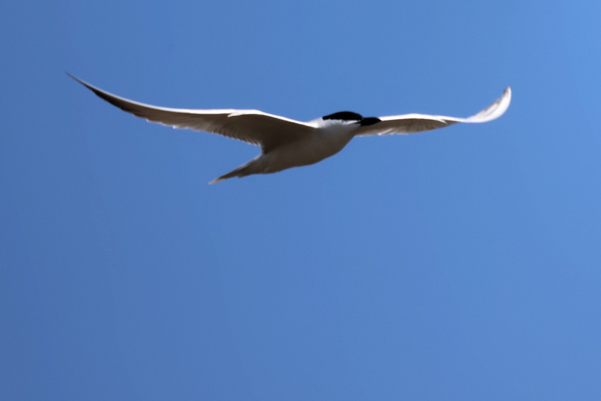 Gull-billed Tern - ML620439044