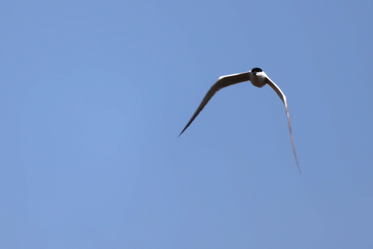 Gull-billed Tern - ML620439045