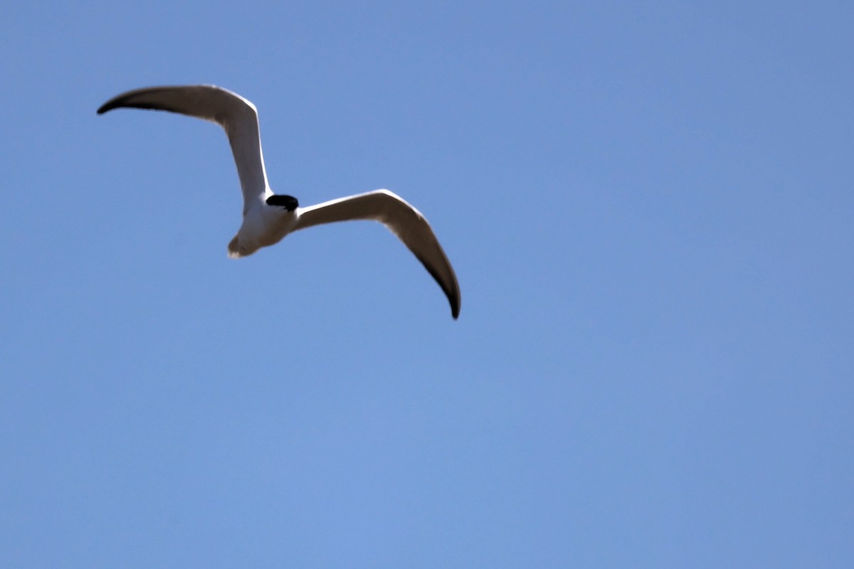 Gull-billed Tern - ML620439046