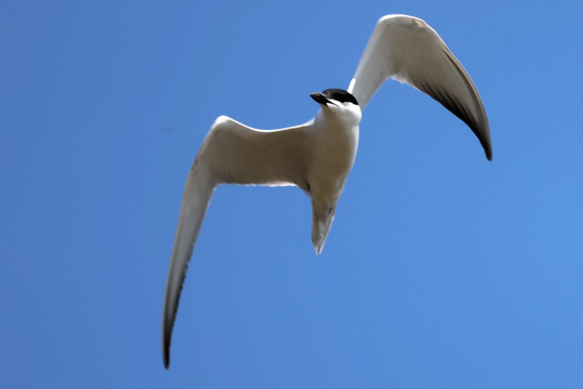 Gull-billed Tern - ML620439047