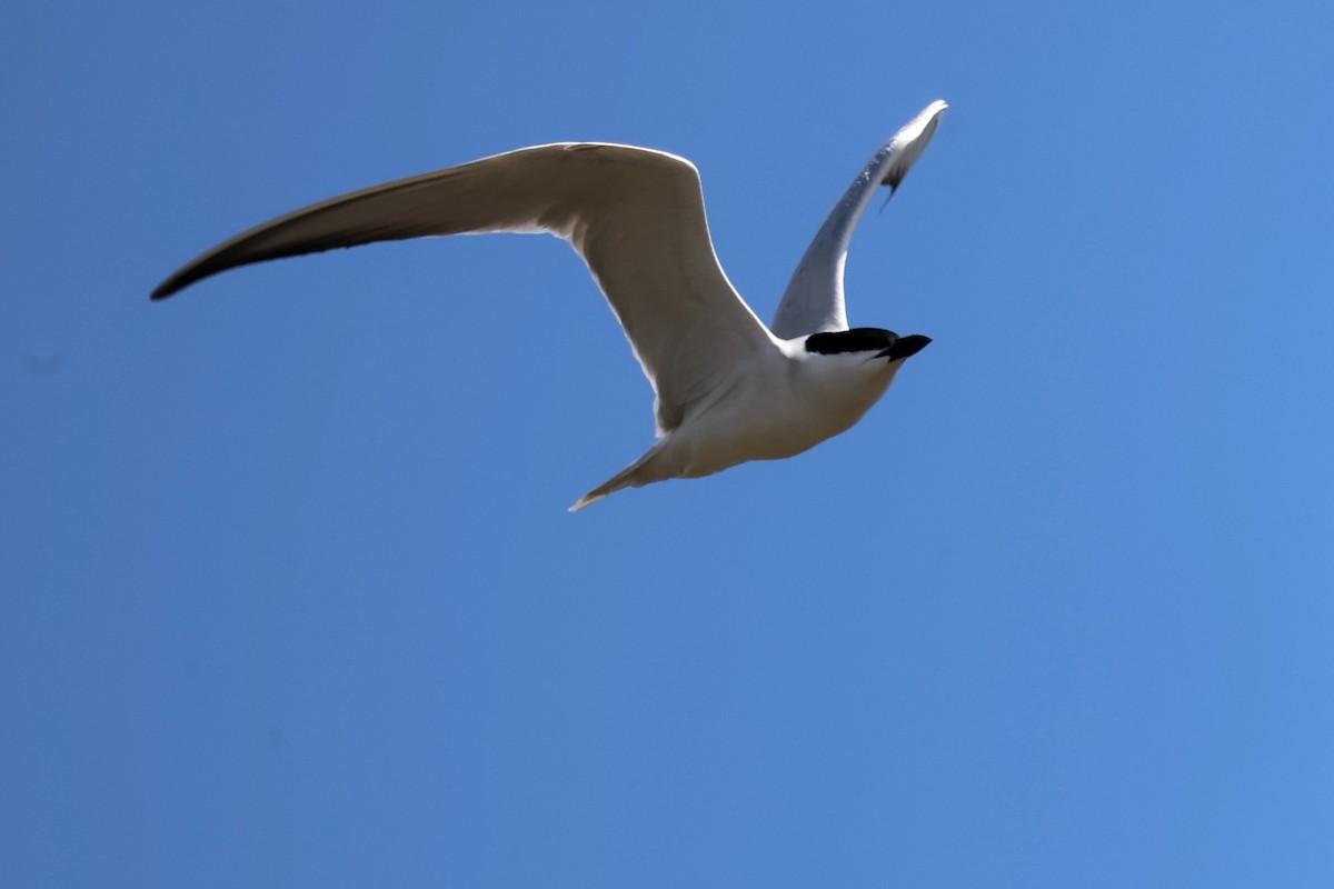 Gull-billed Tern - ML620439048