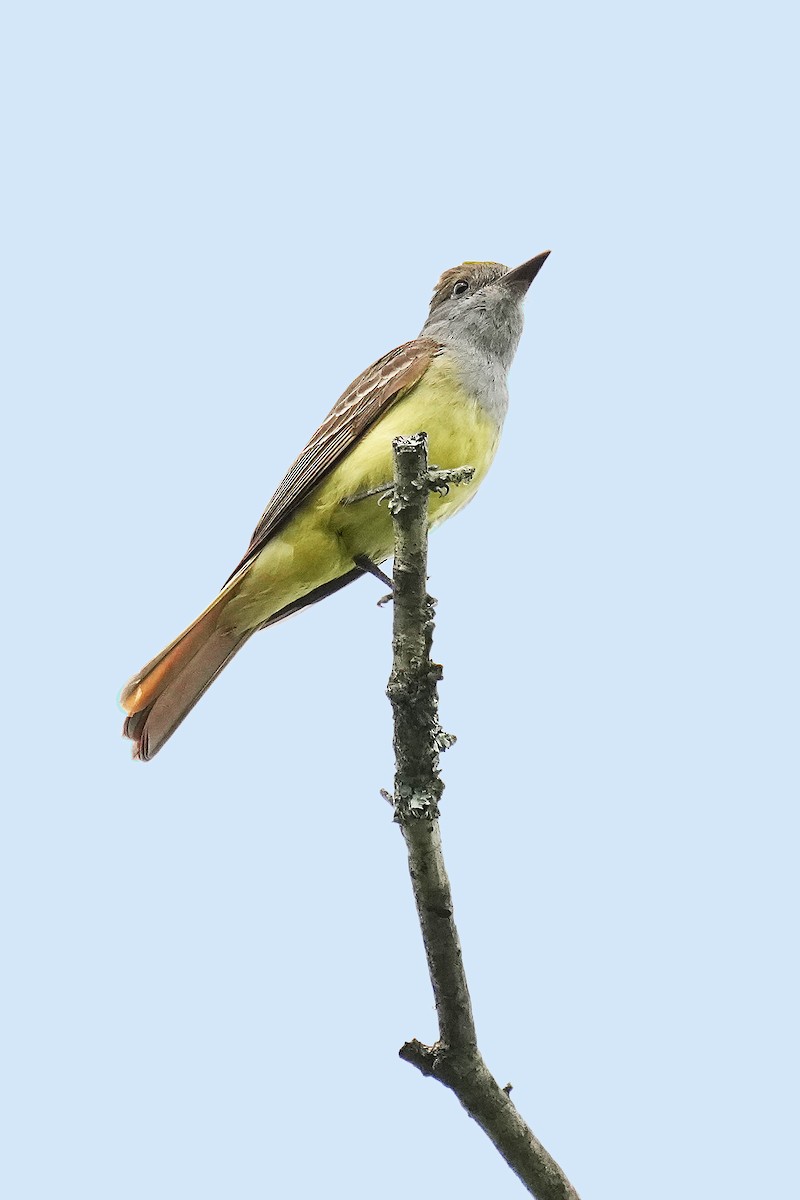 Great Crested Flycatcher - ML620439052