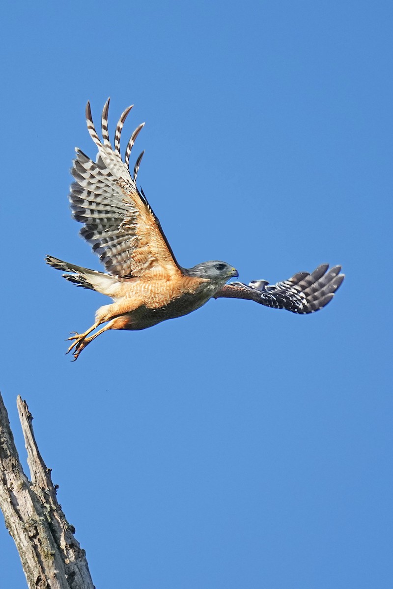 Red-shouldered Hawk - ML620439053