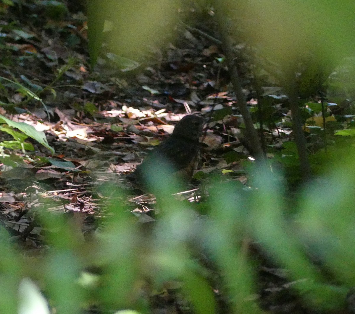 Gray-backed Thrush - ML620439054