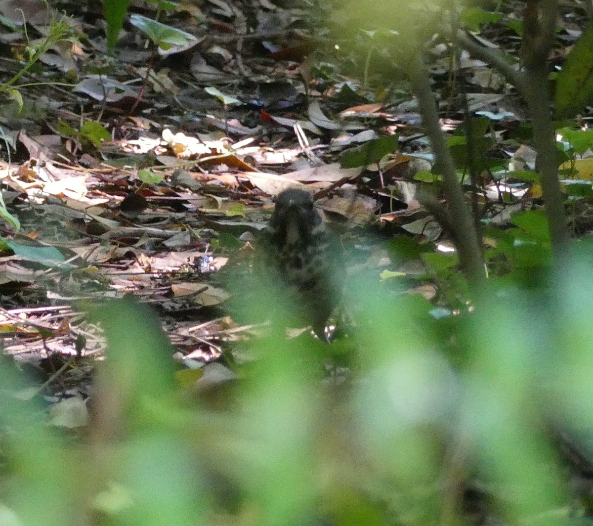 Gray-backed Thrush - ML620439055