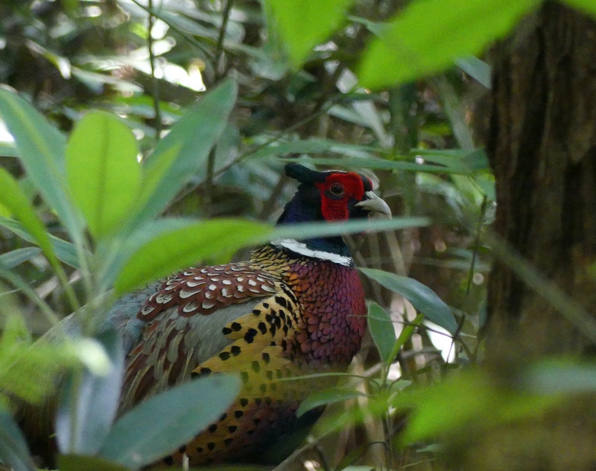 Ring-necked Pheasant - ML620439056