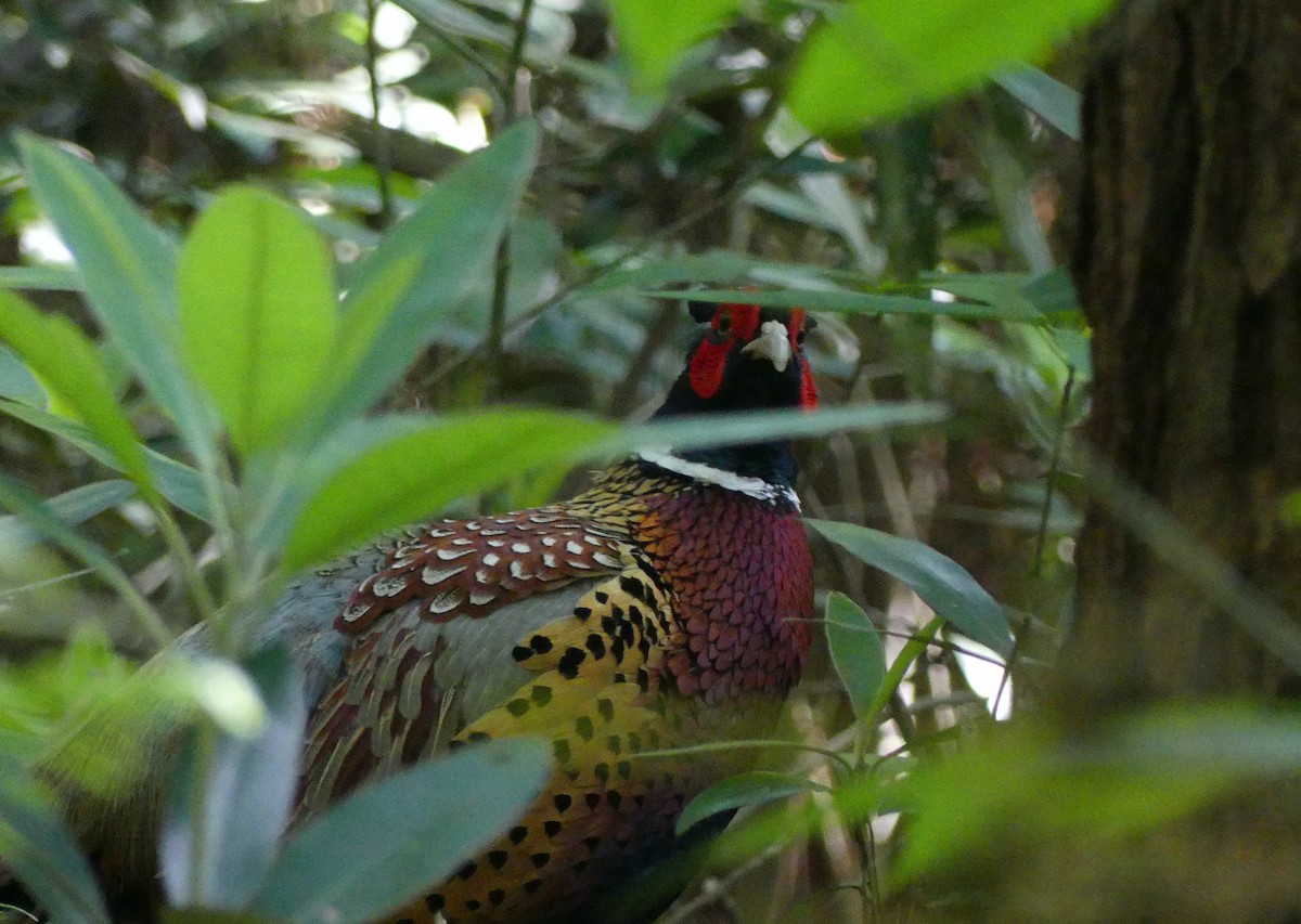 Ring-necked Pheasant - ML620439057