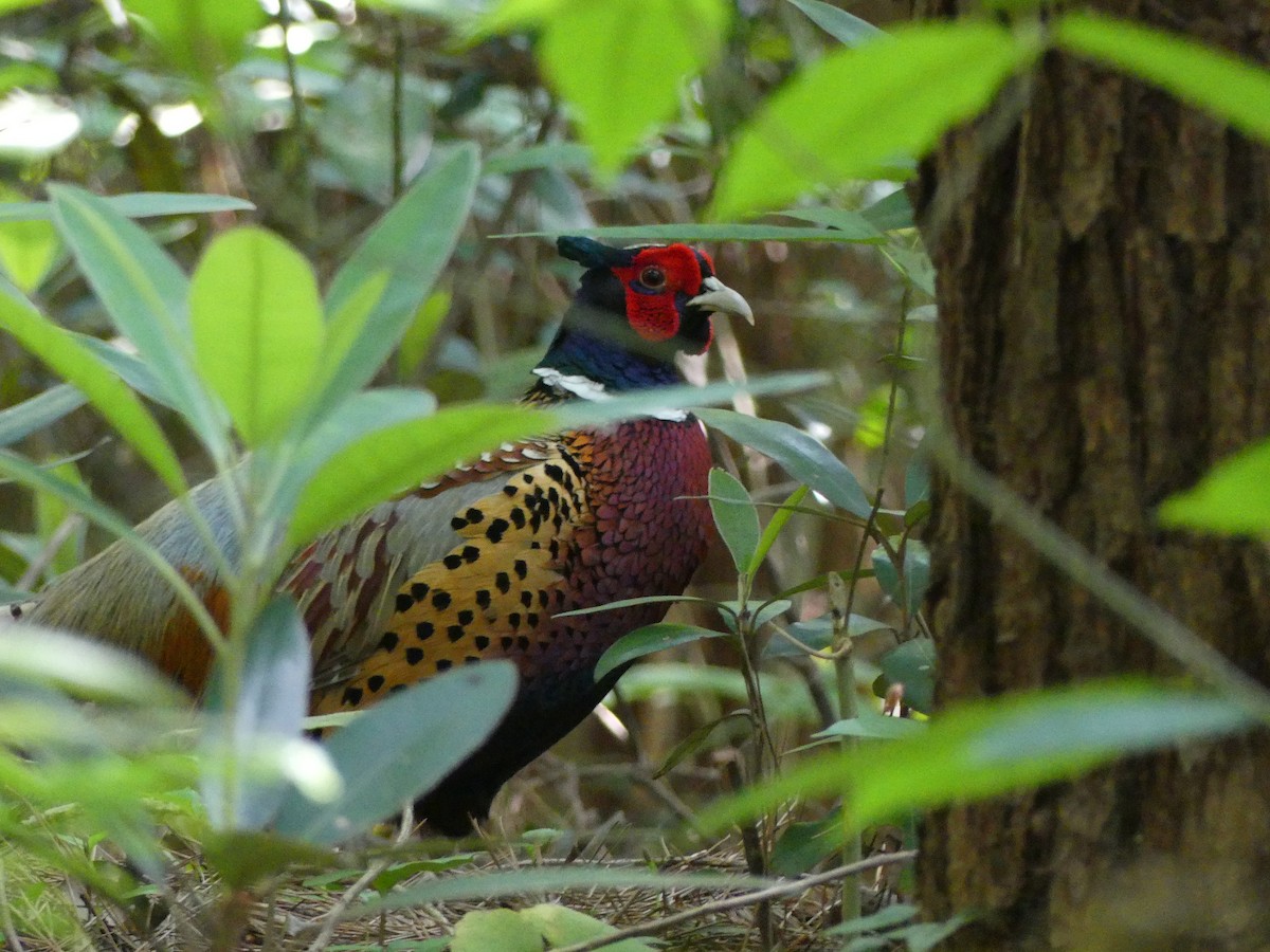 Ring-necked Pheasant - ML620439058