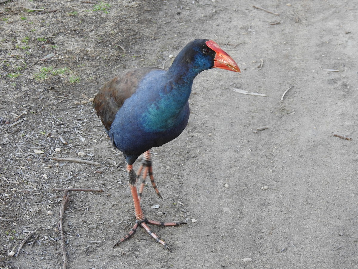 Australasian Swamphen - ML620439060