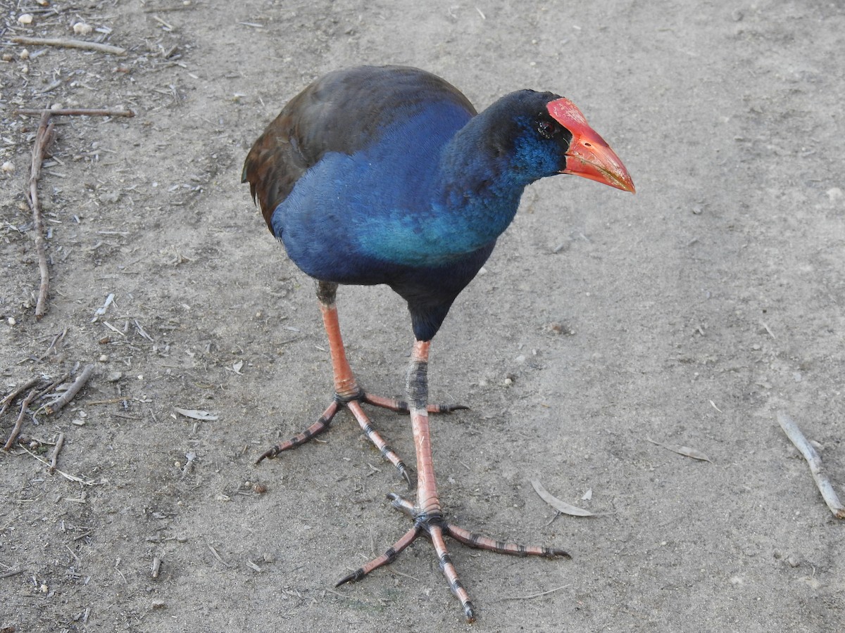 Australasian Swamphen - ML620439061