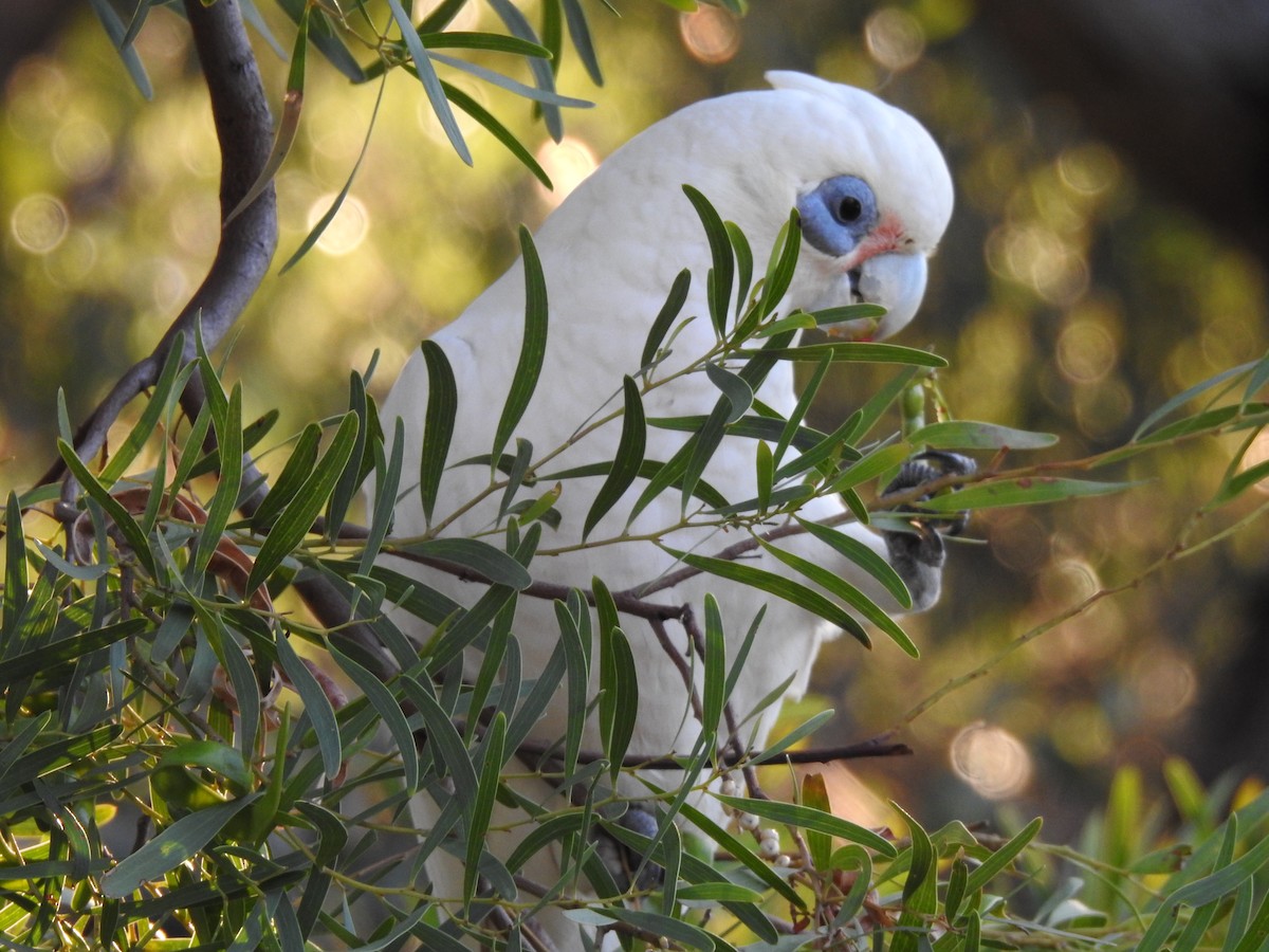 Little Corella - ML620439064