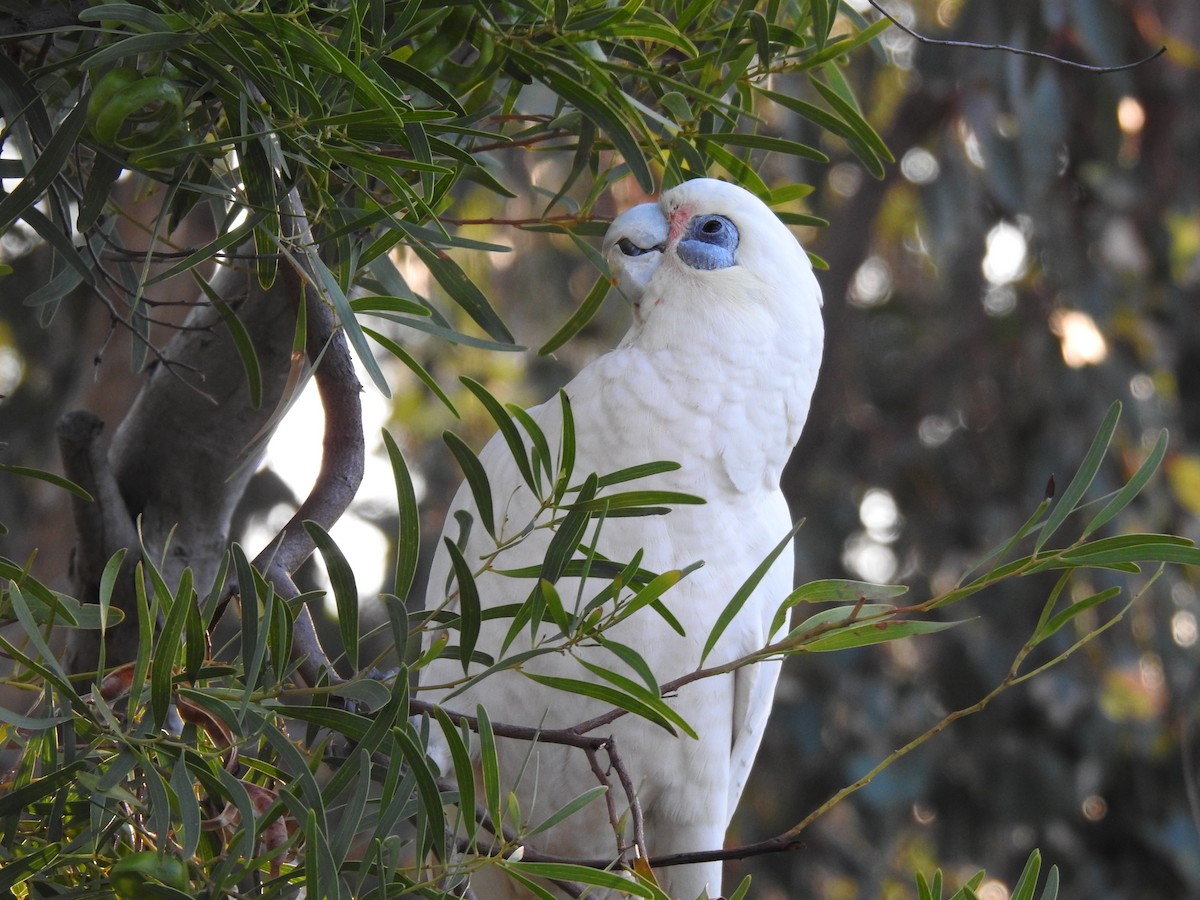 Cacatoès corella - ML620439065