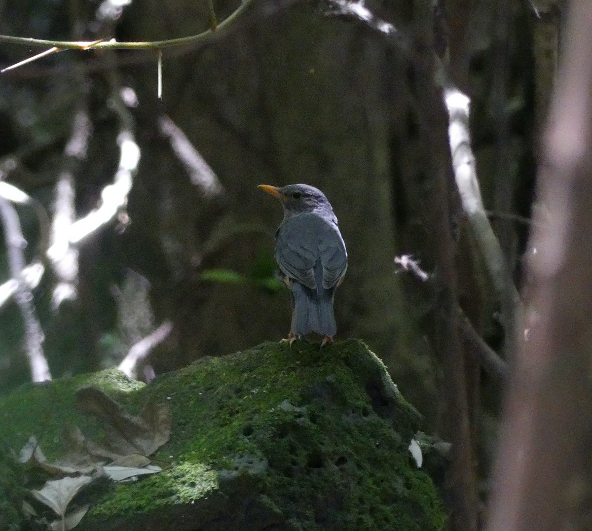 Merle à dos gris - ML620439077