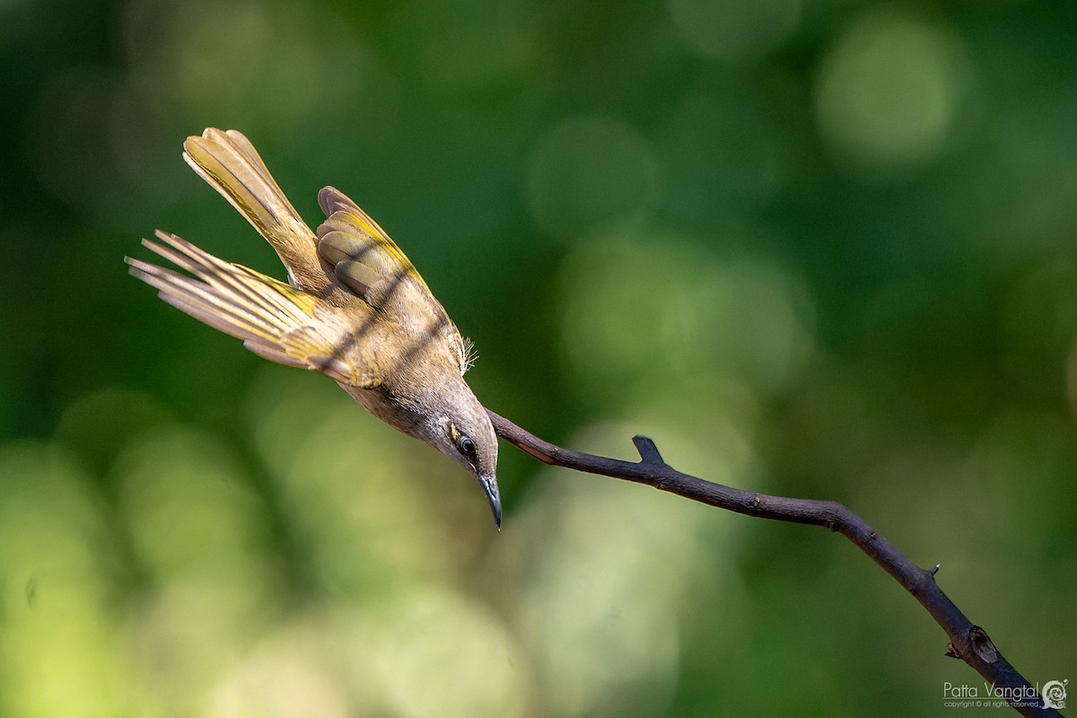 Brown Honeyeater - ML620439081