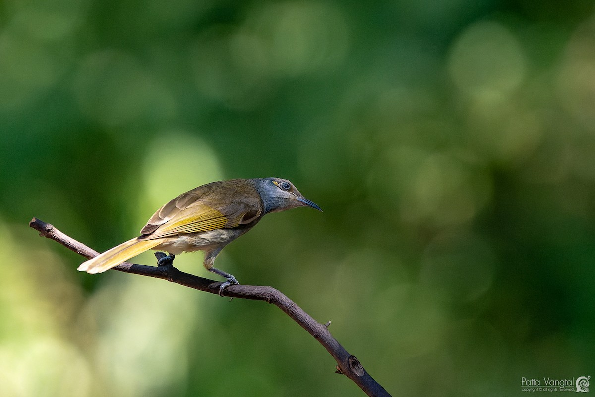 Brown Honeyeater - ML620439082