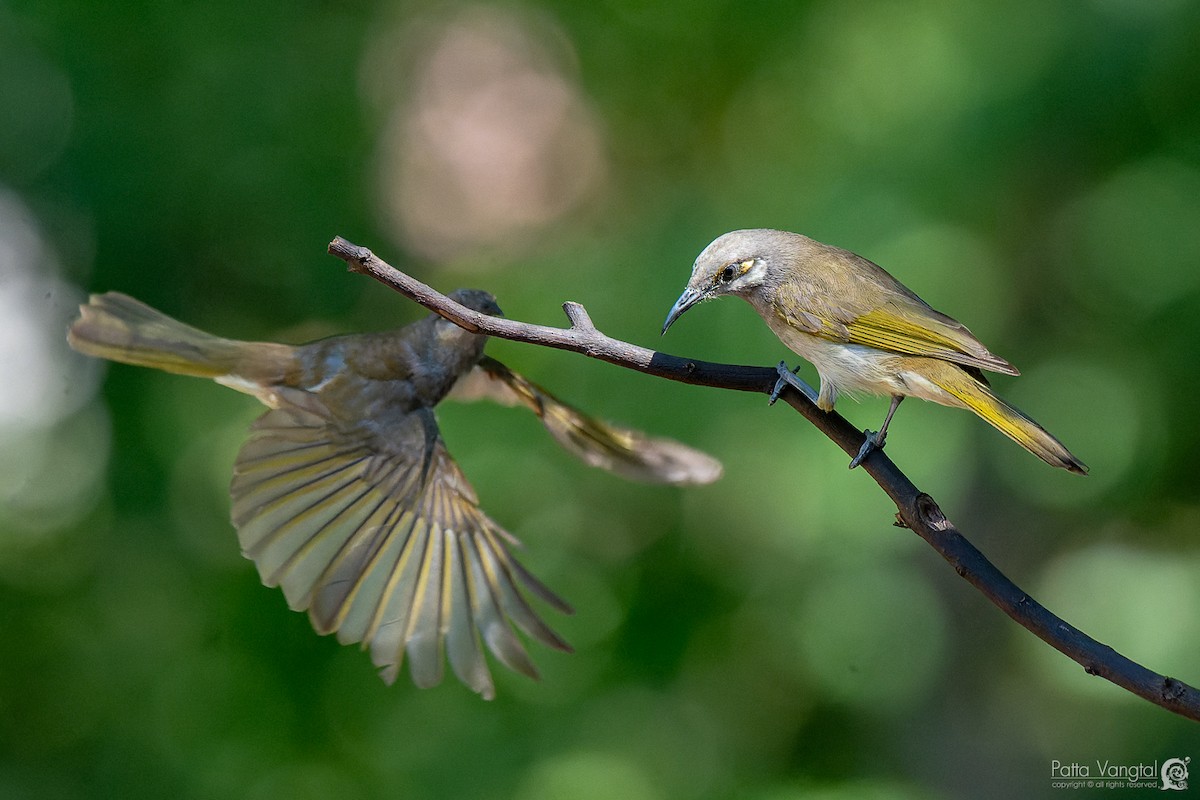 Brown Honeyeater - ML620439097