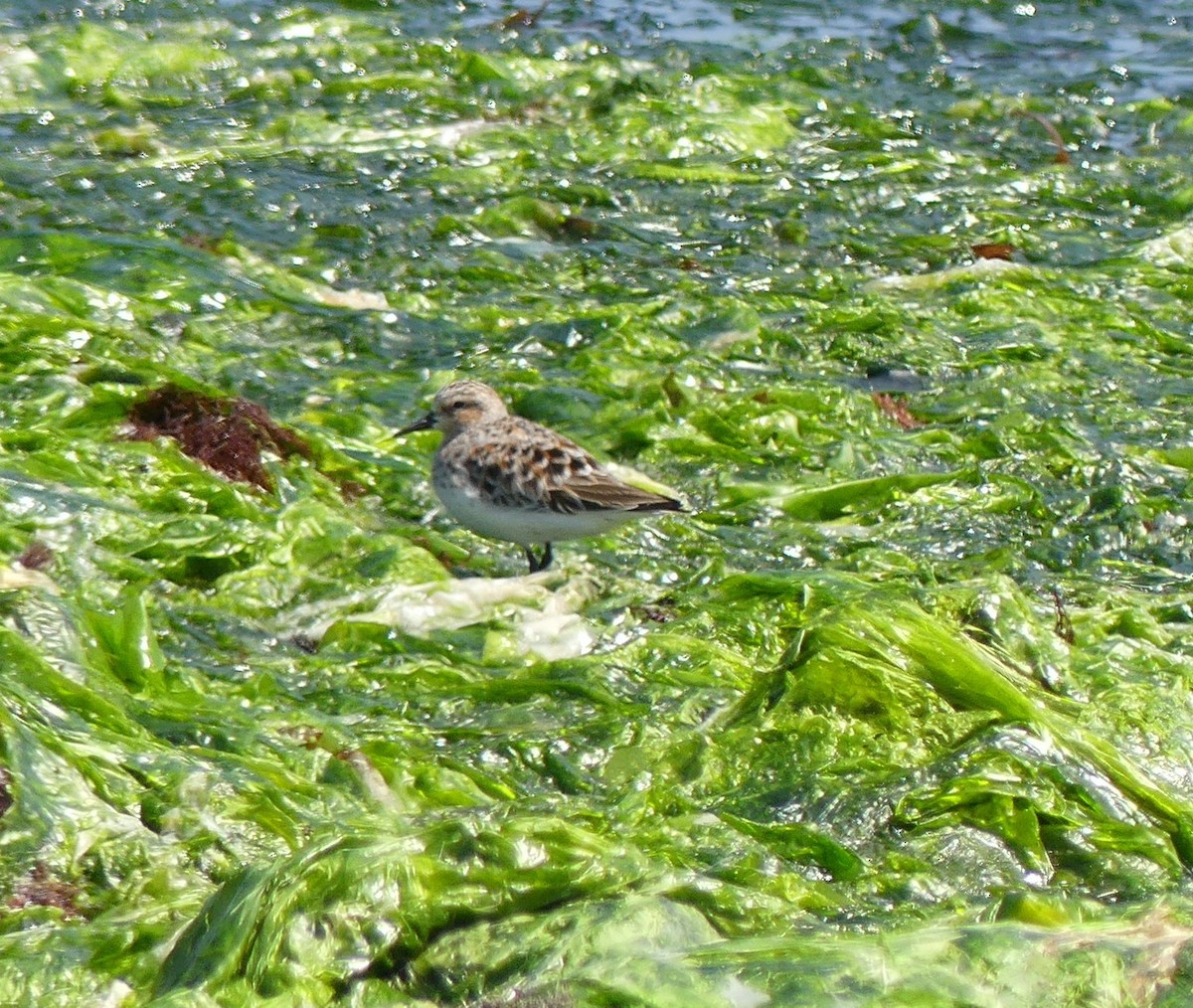 Red-necked Stint - ML620439098