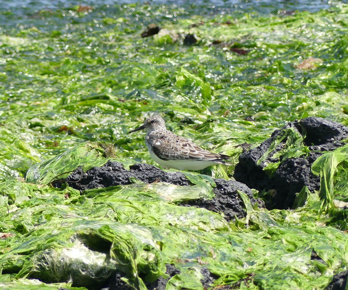 Bécasseau sanderling - ML620439099