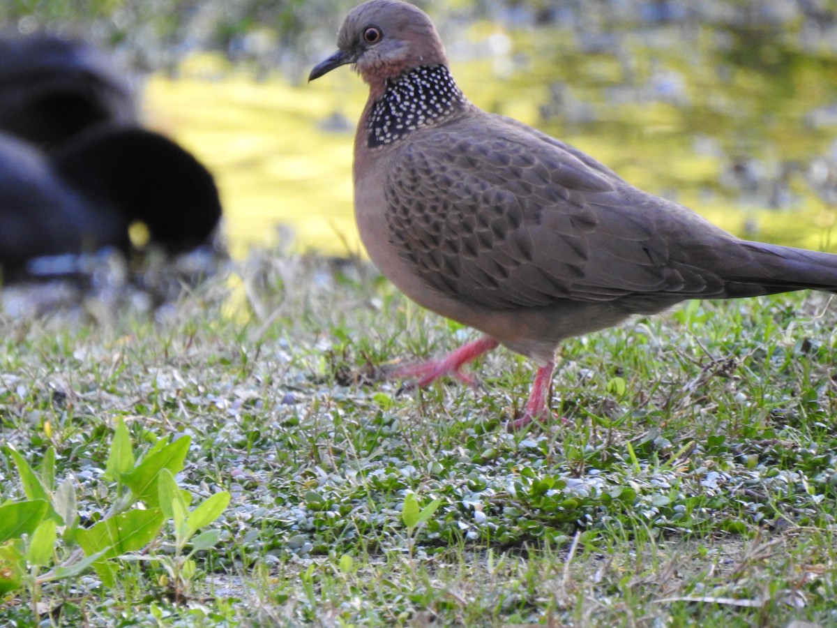 珠頸斑鳩 - ML620439104