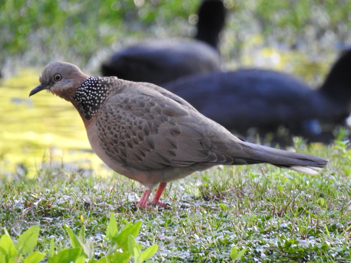 珠頸斑鳩 - ML620439106