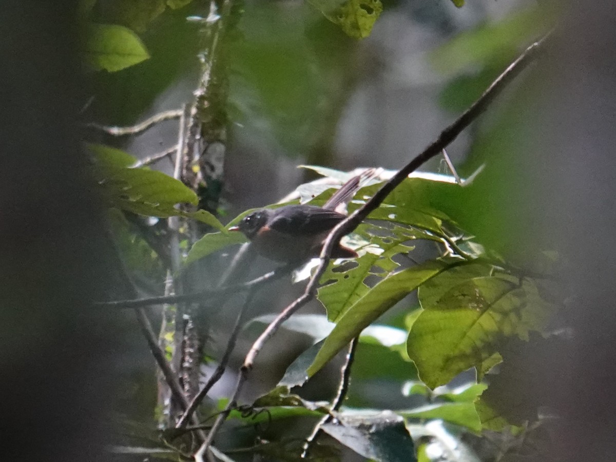 Chestnut-bellied Fantail - ML620439109