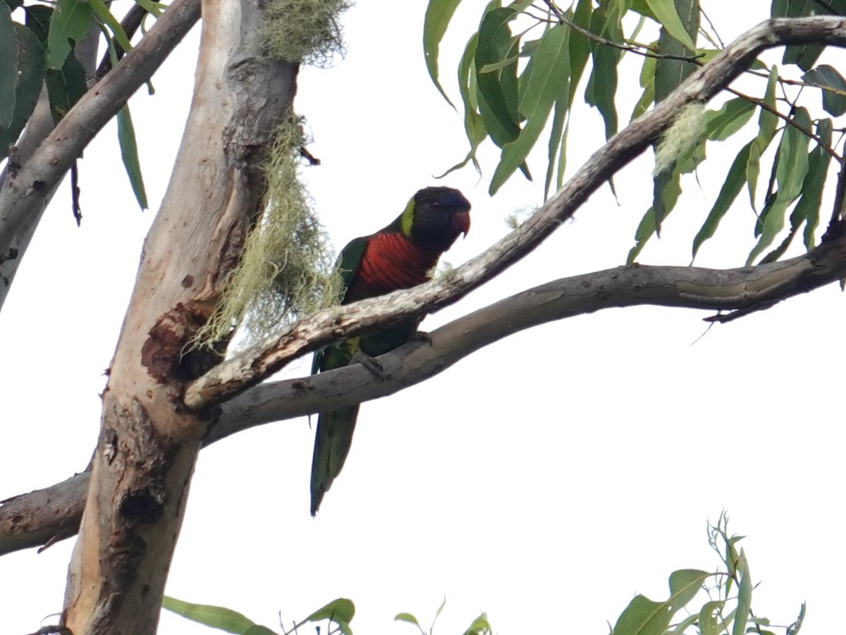 Coconut Lorikeet - ML620439113