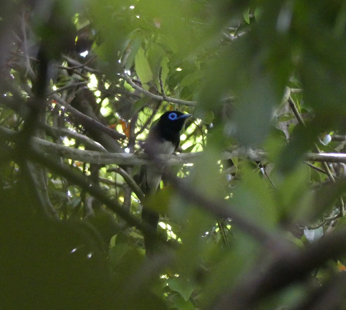 Black Paradise-Flycatcher - ML620439115