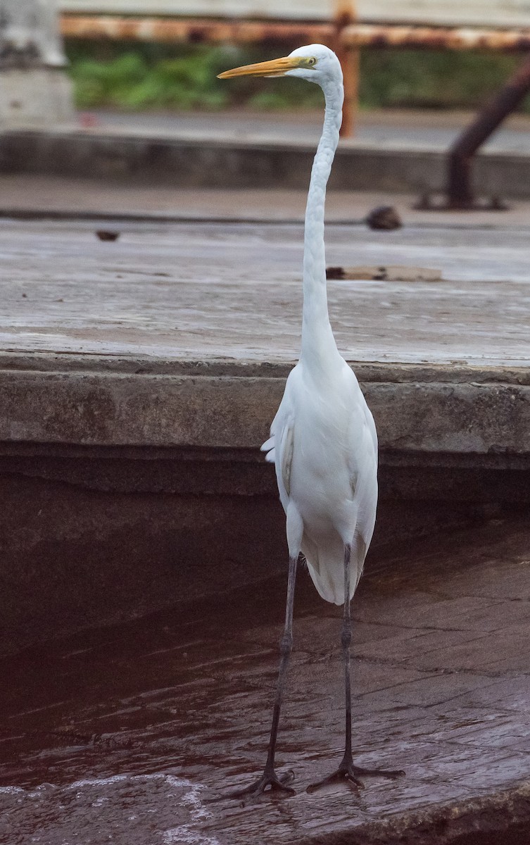 Great Egret - ML620439116