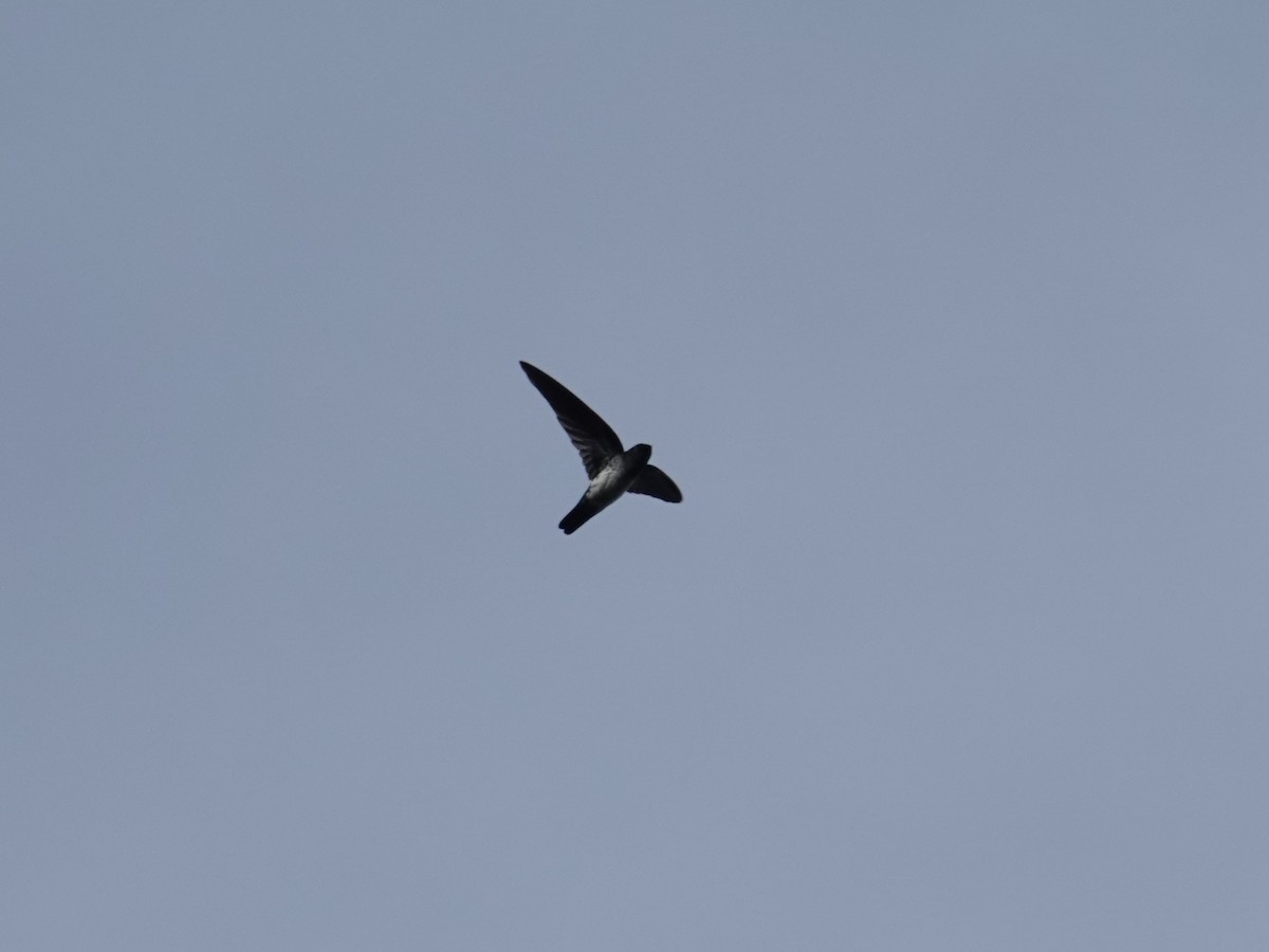 Glossy Swiftlet - ML620439118