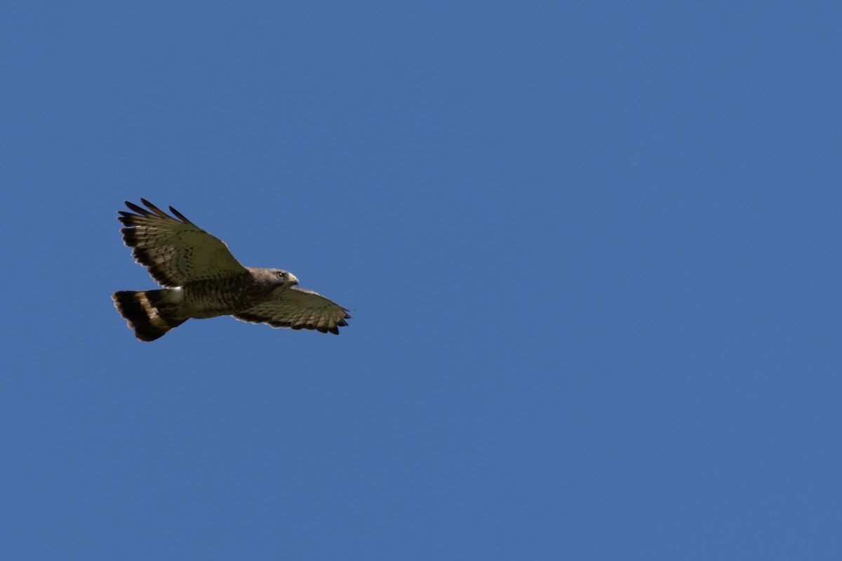 Broad-winged Hawk - ML620439119