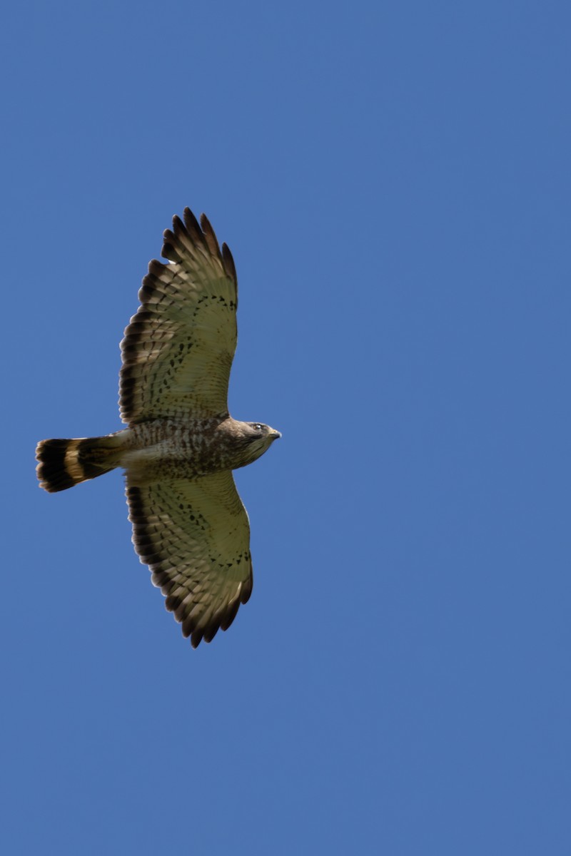 Broad-winged Hawk - ML620439120