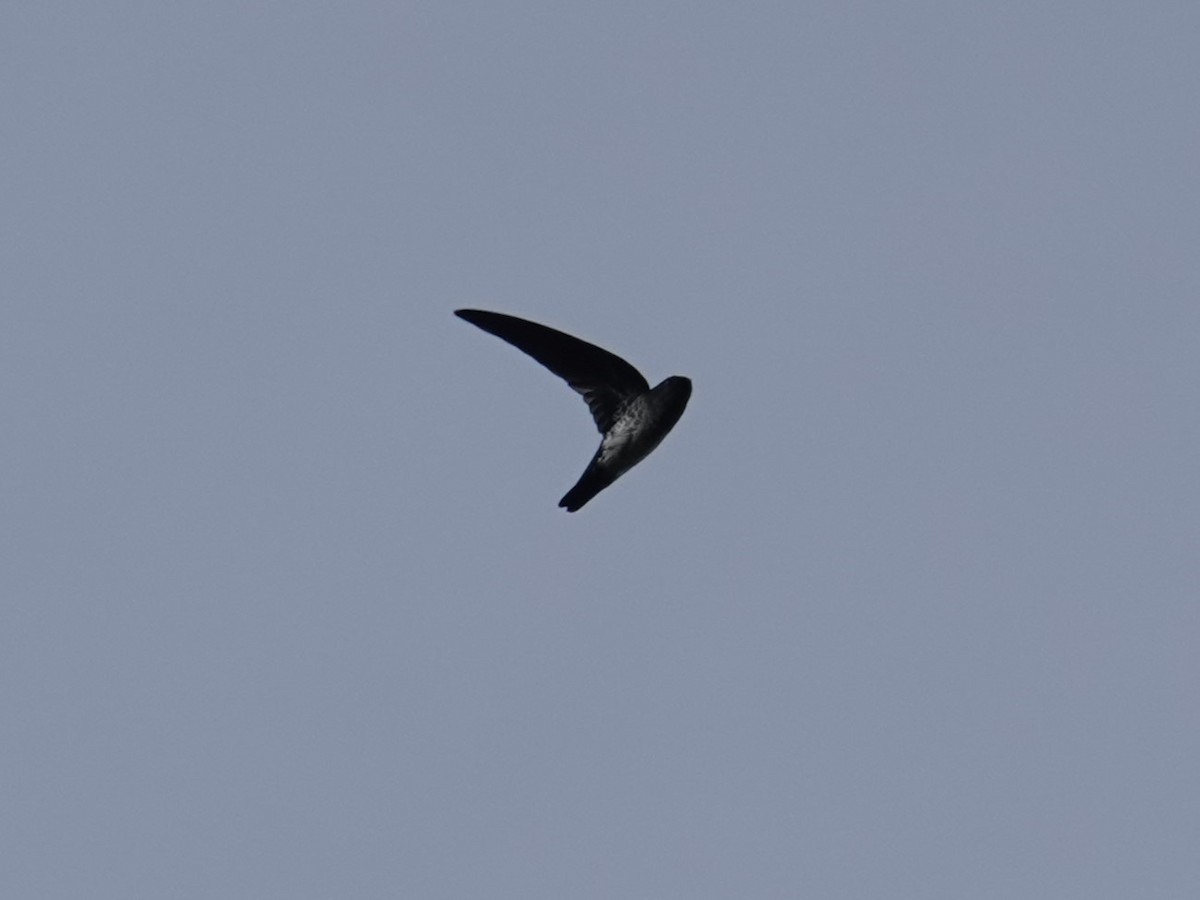 Glossy Swiftlet - ML620439121