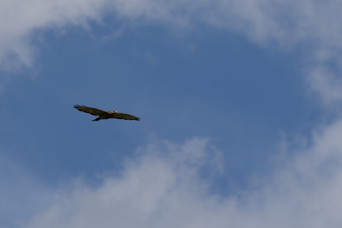 Broad-winged Hawk - ML620439122