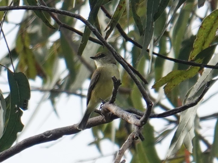 Lemon-bellied Flyrobin - ML620439125